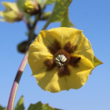 Tomatillo Purple Coban (Samen)