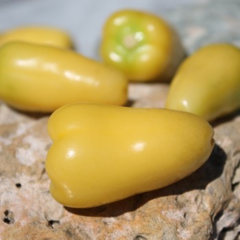 Tomatillo Queen of Malinalco (Samen)