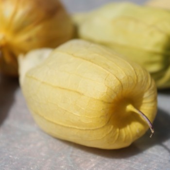 Tomatillo Queen of Malinalco (Samen)