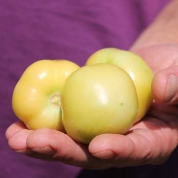 Tomatillo Toma Verde (Samen)