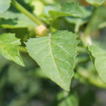 Tomatillo Toma Verde (Samen)