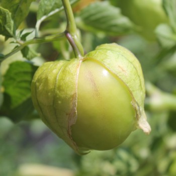 Tomatillo Toma Verde (Samen)