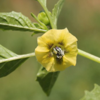 Tomatillo Toma Verde (Samen)