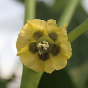 Tomatillo Diiwwii Of (Samen)