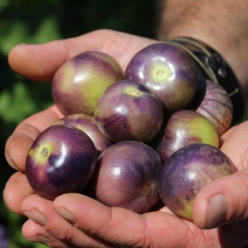 Tomatillo Vallisto (Samen)