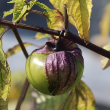 Tomatillo Vallisto (Samen)
