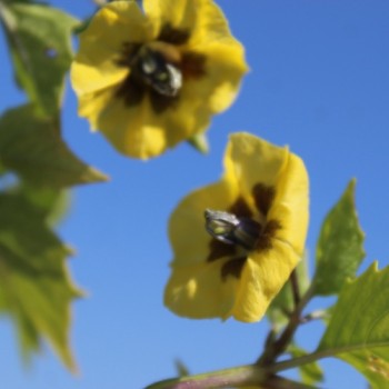 Tomatillo Vallisto (Samen)