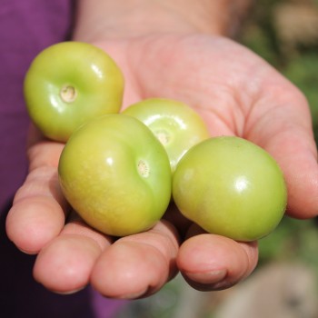 Tomatillo Zuni (Samen)