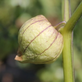 Tomatillo Zuni (Samen)