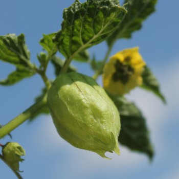 Tomatillo Zuni (Samen)