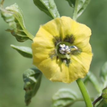 Tomatillo Zuni (Samen)