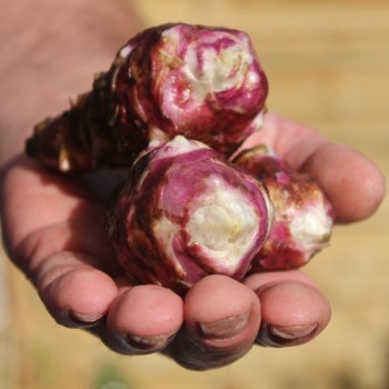 Topinambur Gföhler Rote (Pflanze)