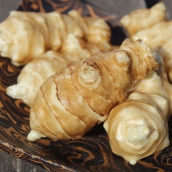 Neu! Topinambur Sonnenstrauß (Pflanze)