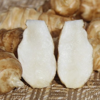 Neu! Topinambur Sonnenstrauß (Pflanze)