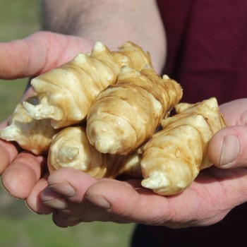 Neu! Topinambur Sonnenstrauß (Pflanze)