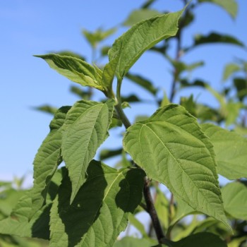 Neu! Topinambur Waldspindel (Pflanze)