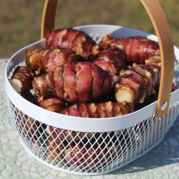 Neu! Topinambur Waldspindel (Pflanze)