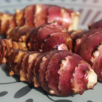 Neu! Topinambur Waldspindel (Pflanze)