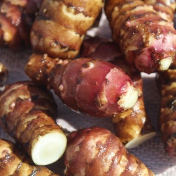 Neu! Topinambur Waldspindel (Pflanze)