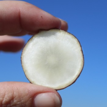 Neu! Topinambur Waldspindel (Pflanze)