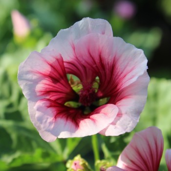 Trichtermalve rosa (Samen)