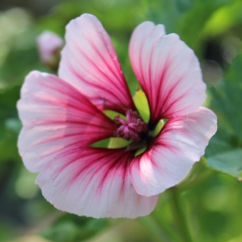 Trichtermalve rosa (Samen)