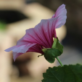Trichtermalve rosa (Samen)