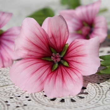 Trichtermalve rosa (Samen)