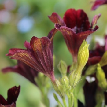 Trompetenzunge Black Trumpets (Samen)