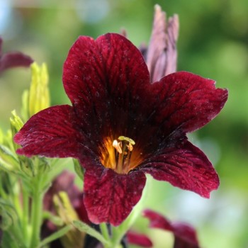 Trompetenzunge Black Trumpets (Samen)