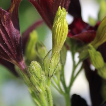 Trompetenzunge Black Trumpets (Samen)