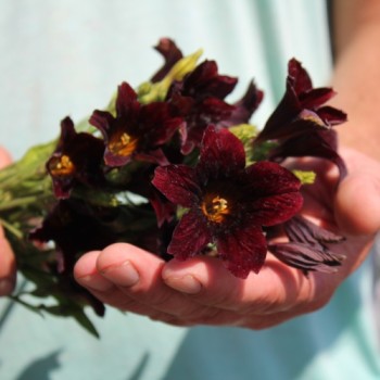 Trompetenzunge Black Trumpets (Samen)