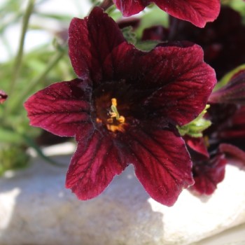 Trompetenzunge Black Trumpets (Samen)