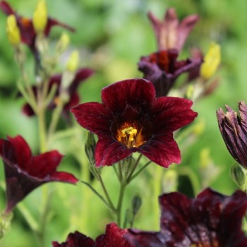 Trompetenzunge Black Trumpets (Samen)