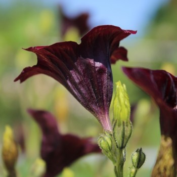 Trompetenzunge Black Trumpets (Samen)
