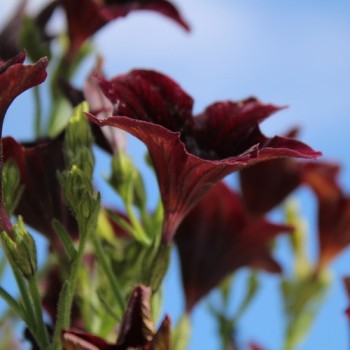 Trompetenzunge Black Trumpets (Samen)