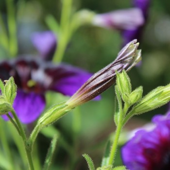 Trompetenzunge Kew Blue (Samen)