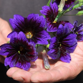 Trompetenzunge Kew Blue (Samen)
