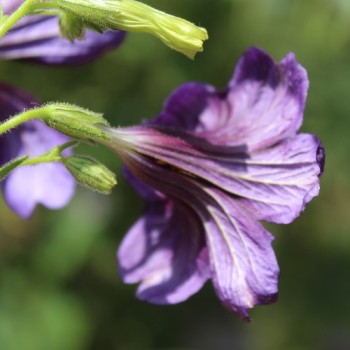 Trompetenzunge Kew Blue (Samen)