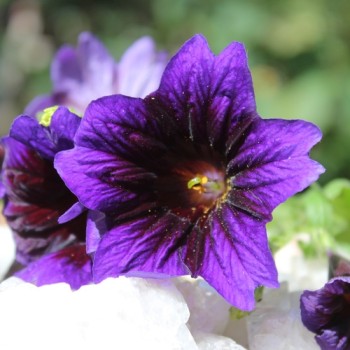 Trompetenzunge Kew Blue (Samen)