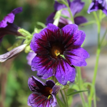 Trompetenzunge Kew Blue (Samen)