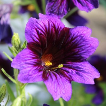 Trompetenzunge Kew Blue (Samen)