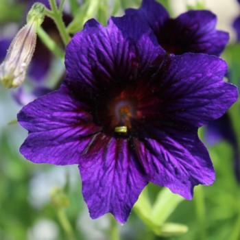 Trompetenzunge Kew Blue (Samen)