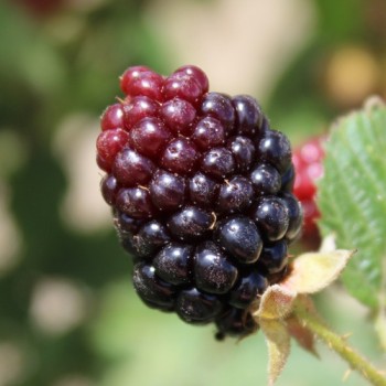 Tummleberry (Pflanze)