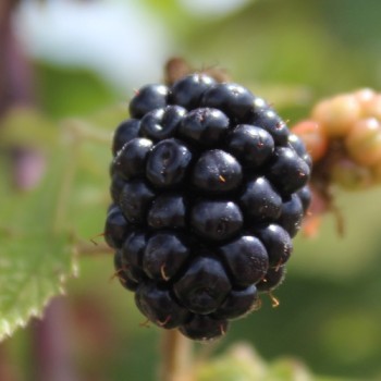 Tummleberry (Pflanze)