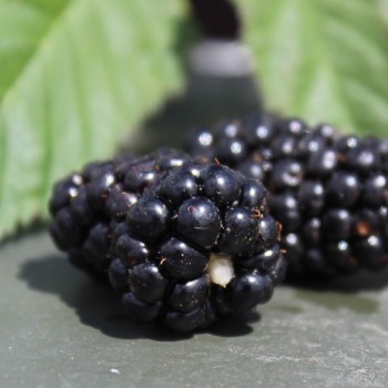 Tummleberry (Pflanze)