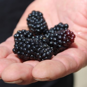 Tummleberry (Pflanze)