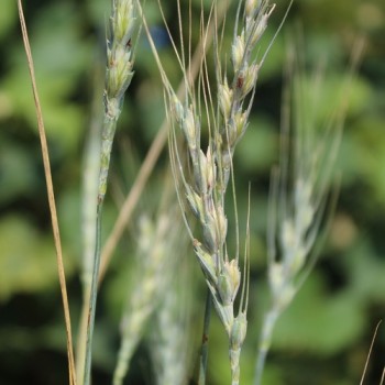 Neu! Urdinkel blau (Samen)