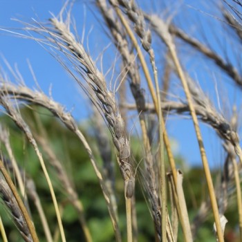 Neu! Urdinkel blau (Samen)