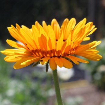 Venidie orange (Samen)